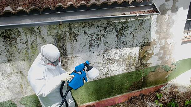 Trusted Attic Mold Removal service in Aldie, VA - Cheap Mold Removal